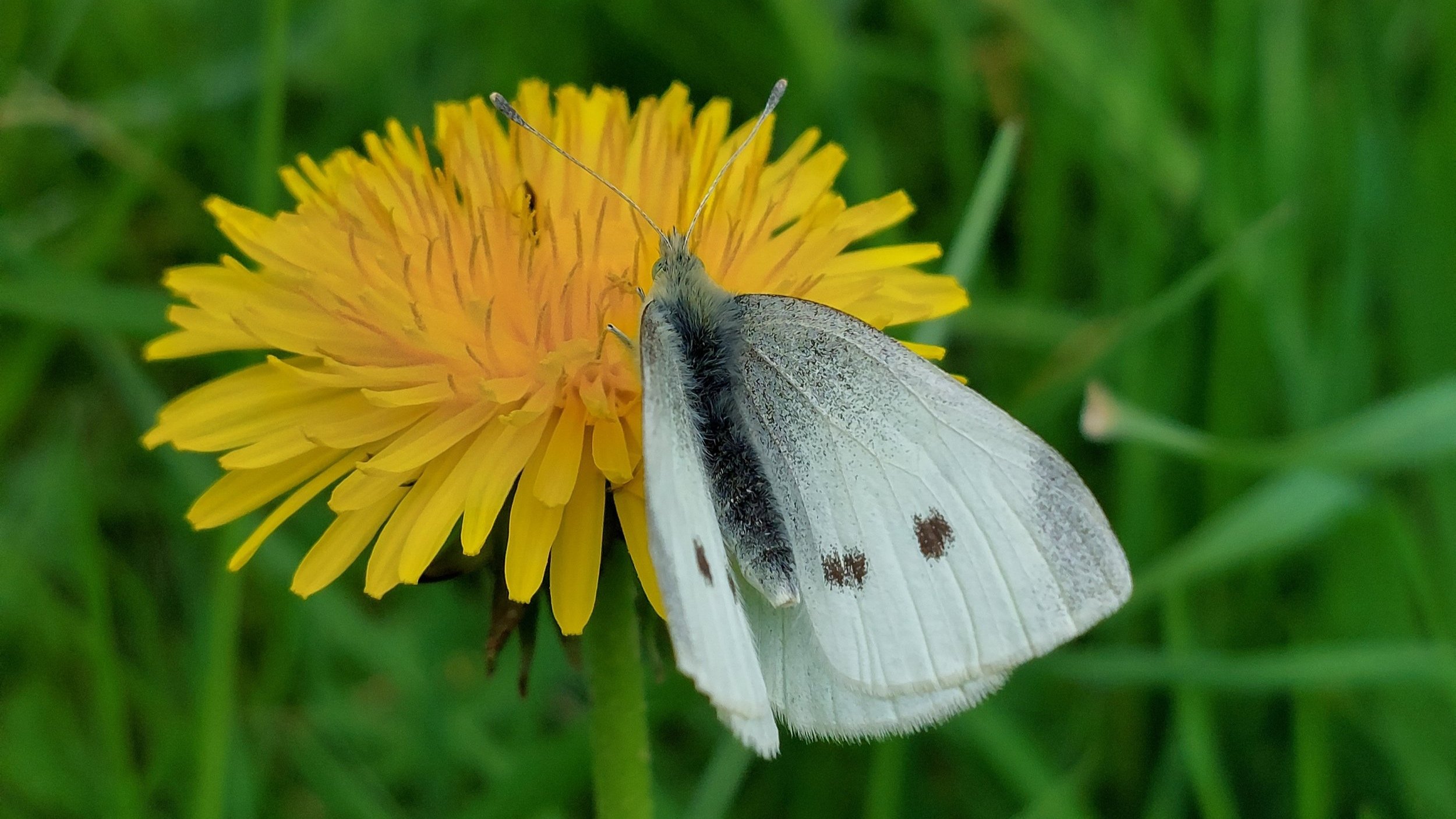 Frühlings Spaziergänger