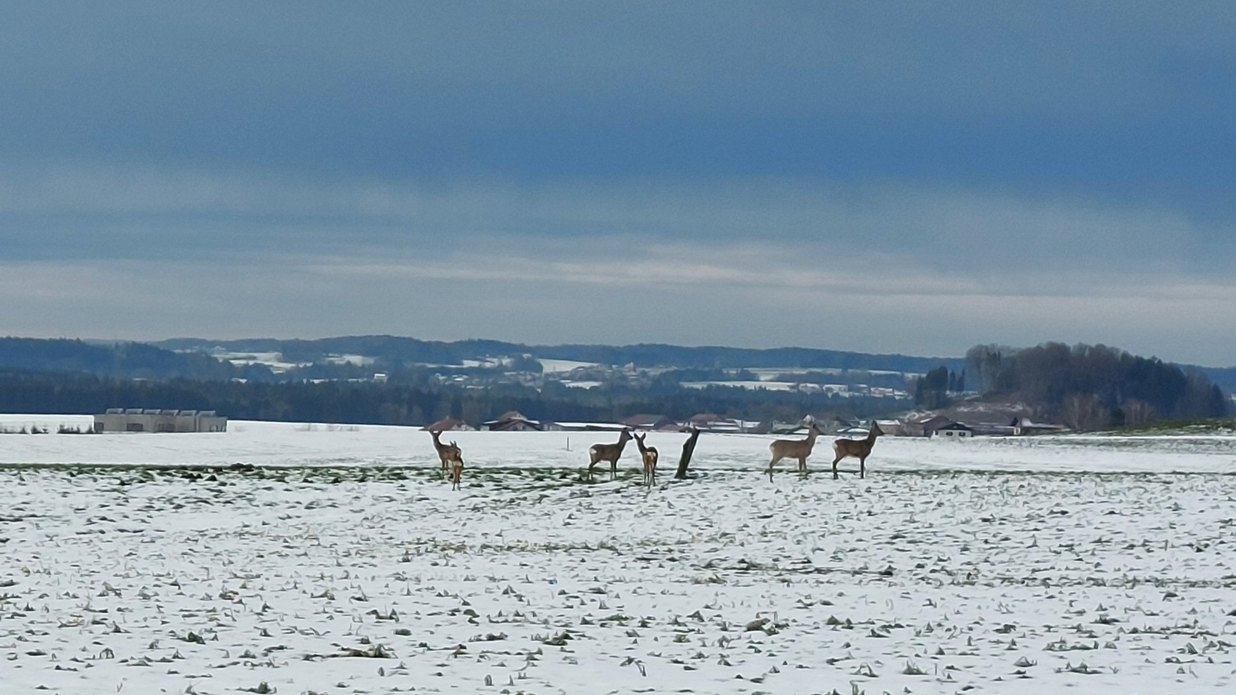 6 Rehe im Schnee
